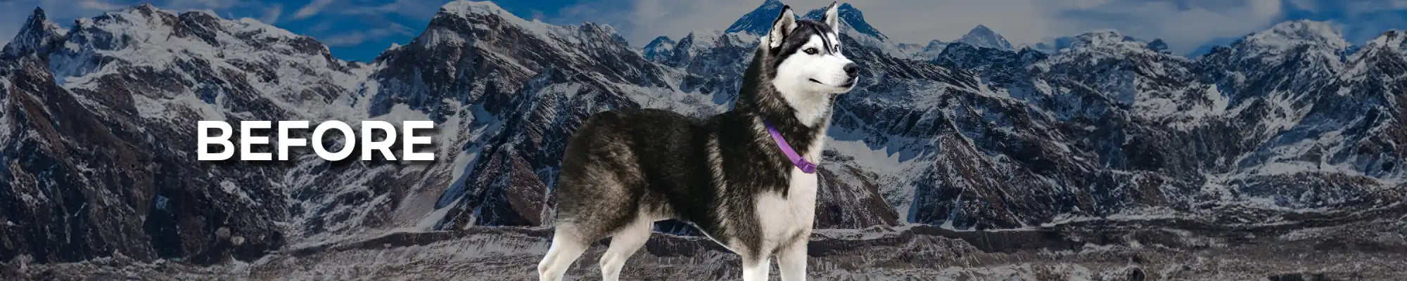 Husky with black and white fur standing against a mountain backdrop.