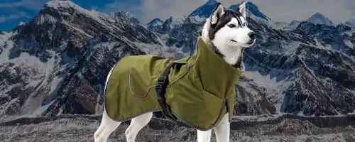 Husky wearing an olive green winter coat against snowy mountains.